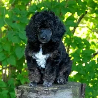 2 purebred female Puppies left!  New low price!  , a female Poodle - Toy  for sale in Kennesaw, GA – 2 of 7