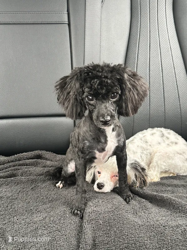 purebred toy poodle female  – Poodle - Toy  puppy for sale in Kennesaw, GA