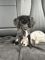 purebred toy poodle female , a female Poodle - Toy  for sale in Kennesaw, GA – 1 of 10