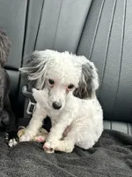purebred toy poodle female , a female Poodle - Toy  for sale in Kennesaw, GA – 3 of 10