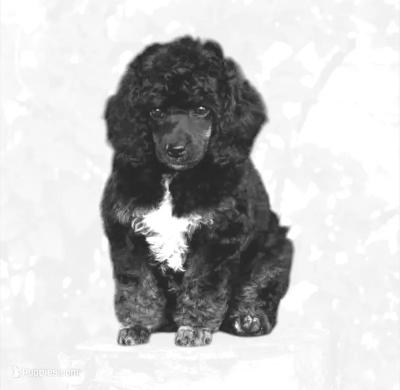 2 purebred female Puppies left!  New low price!   – Poodle - Toy  puppy for sale in Kennesaw, GA