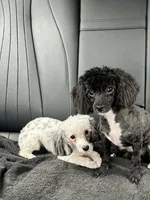 purebred toy poodle female , a female Poodle - Toy  for sale in Kennesaw, GA – 8 of 10