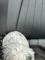purebred toy poodle female , a female Poodle - Toy  for sale in Kennesaw, GA – 10 of 10