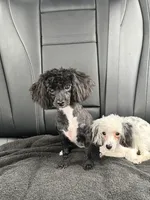 purebred toy poodle female , a female Poodle - Toy  for sale in Kennesaw, GA – 7 of 10