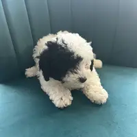 Cookie, a female Poodle - Toy  for sale in Kennesaw, GA – Photo 2 of 4