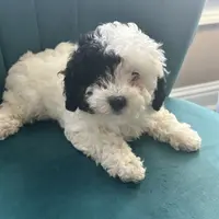 Cookie, a female Poodle - Toy  for sale in Kennesaw, GA – Photo 1 of 4