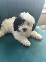 Cookie, a female Poodle - Toy  for sale in Kennesaw, GA – Photo 1 of 4