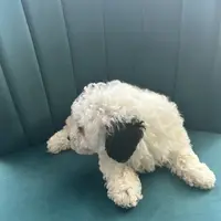 Cookie, a female Poodle - Toy  for sale in Kennesaw, GA – Photo 4 of 4