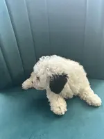 Cookie, a female Poodle - Toy  for sale in Kennesaw, GA – Photo 4 of 4