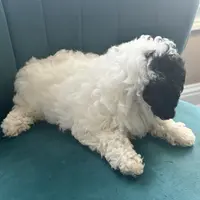 Cookie, a female Poodle - Toy  for sale in Kennesaw, GA – Photo 3 of 4