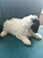 Cookie, a female Poodle - Toy  for sale in Kennesaw, GA – Photo 3 of 4