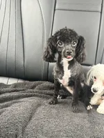 purebred toy poodle female , a female Poodle - Toy  for sale in Kennesaw, GA – 6 of 10