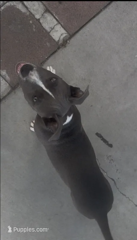 Blu – American Pit Bull Terrier puppy for sale in Long Beach, CA