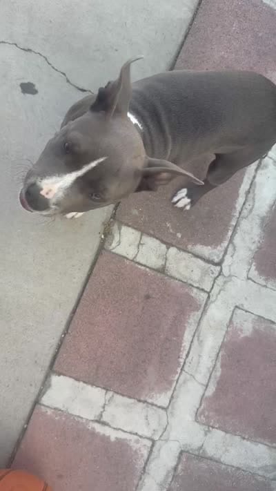 Blu, a male American Pit Bull Terrier for sale in Long Beach, CA – 3 of 3