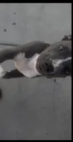 Blu, a male American Pit Bull Terrier for sale in Long Beach, CA – 2 of 3