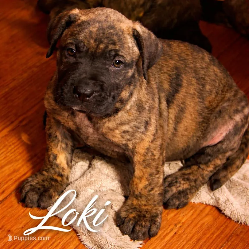 Loki – Perro de Presa Canario puppy for sale in Anson, ME
