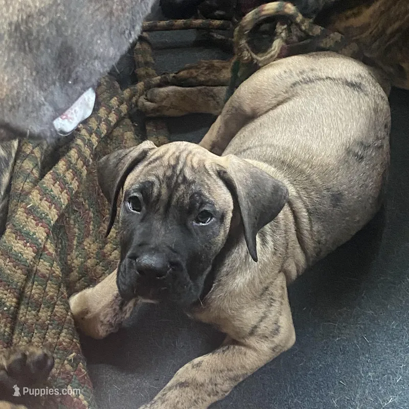 Dakota – Perro de Presa Canario puppy for sale in Anson, ME
