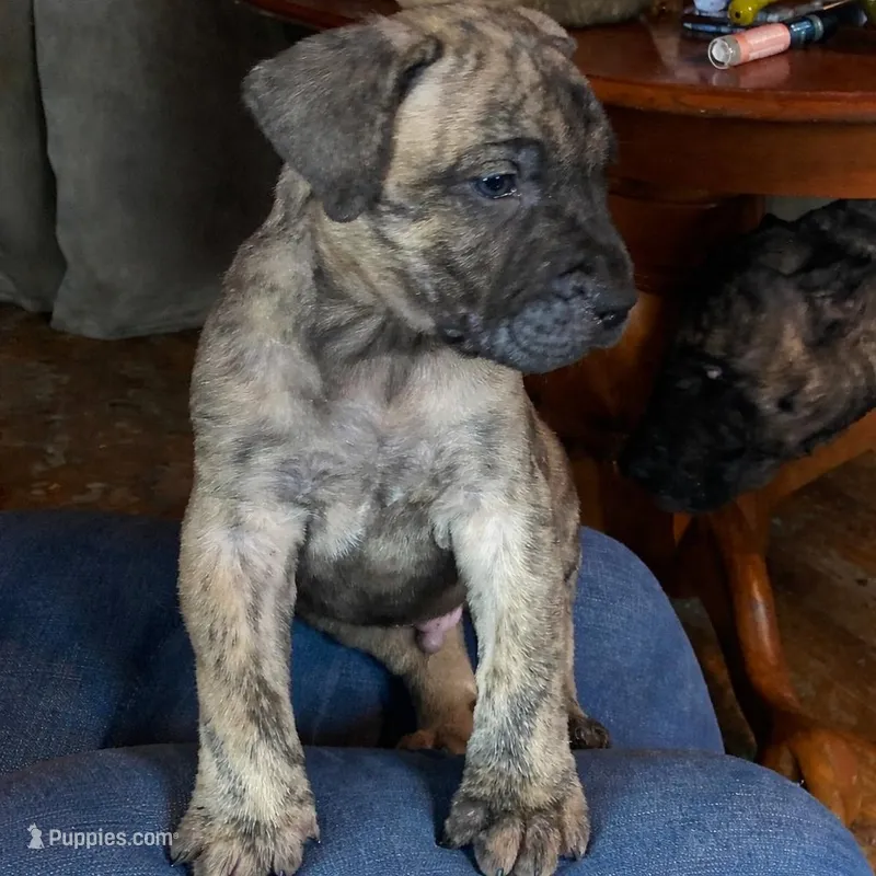 Dakota – Perro de Presa Canario puppy for sale in Anson, ME