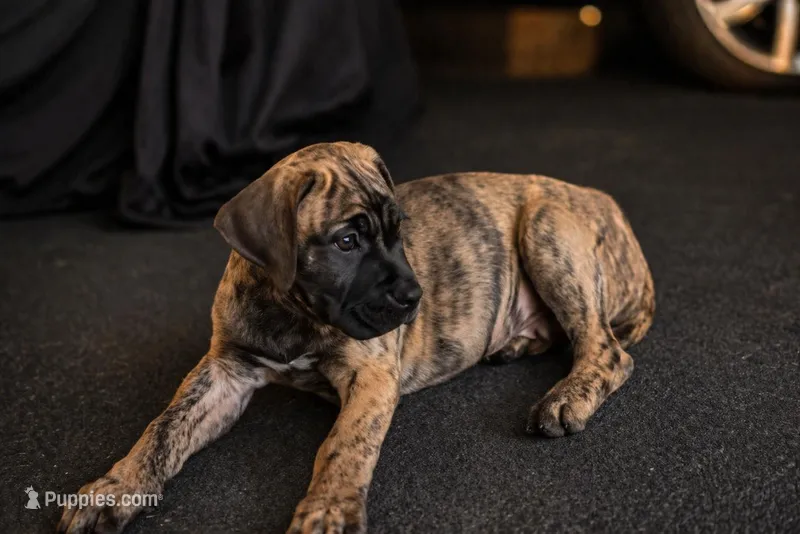 Dakota – Perro de Presa Canario puppy for sale in Anson, ME