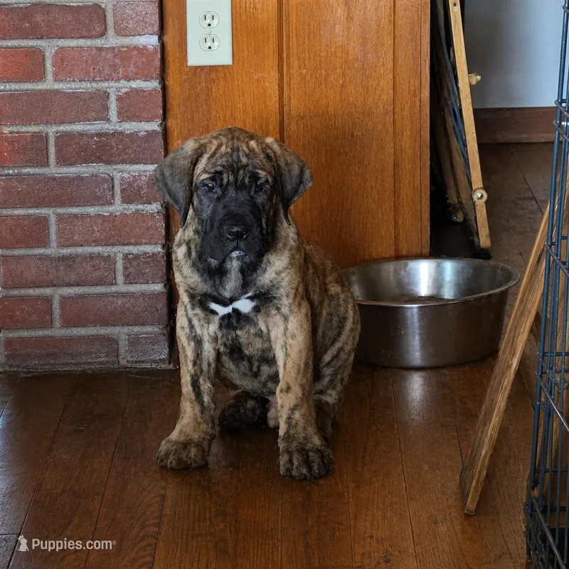 Dakota – Perro de Presa Canario puppy for sale in Anson, ME