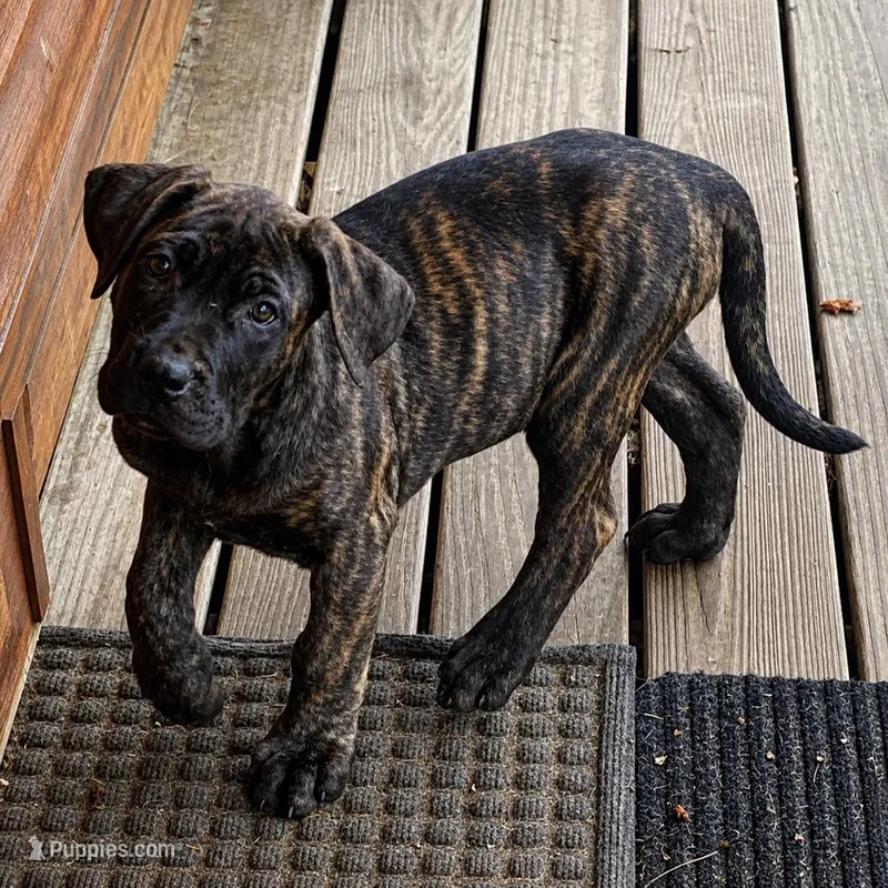 Ebony – Perro de Presa Canario puppy for sale in Anson, ME