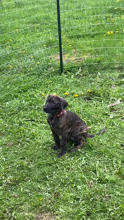 Loki, a female Perro de Presa Canario for sale in Anson, ME – 2 of 2