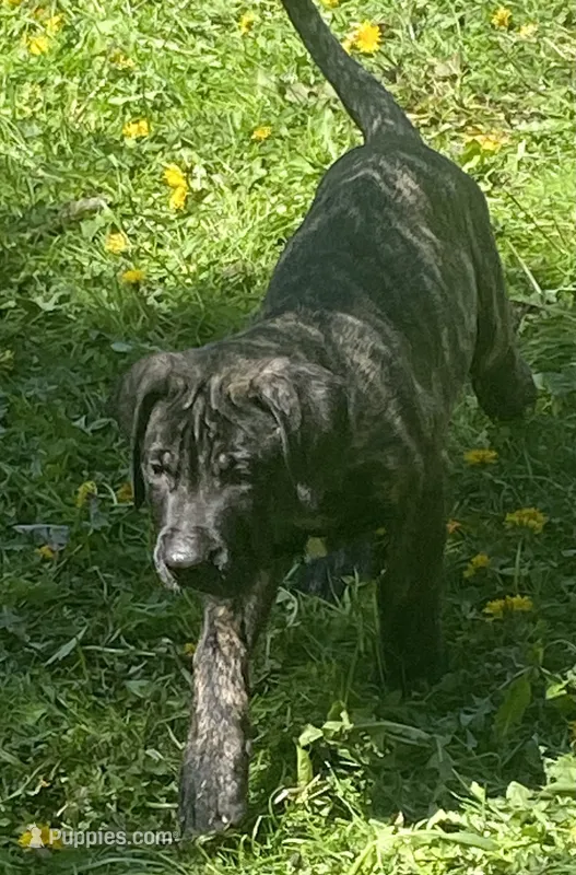 Jake – Perro de Presa Canario puppy for sale in Anson, ME