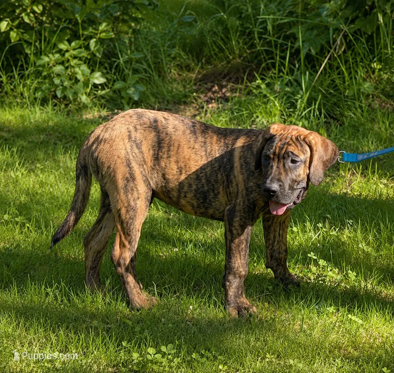Maximus – Perro de Presa Canario puppy for sale in Anson, ME