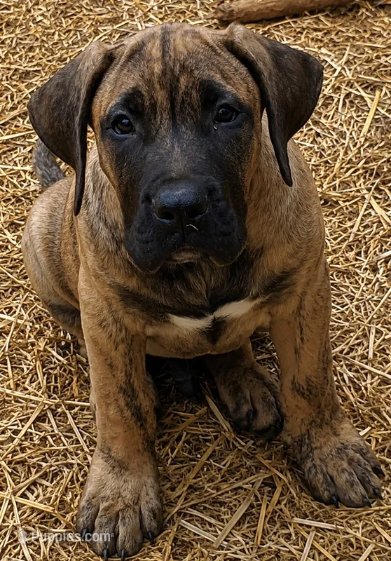 Dakota – Perro de Presa Canario puppy for sale in Anson, ME