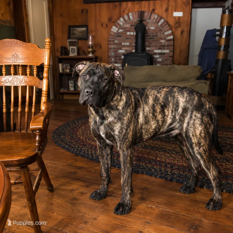 Jake – Perro de Presa Canario puppy for sale in Anson, ME