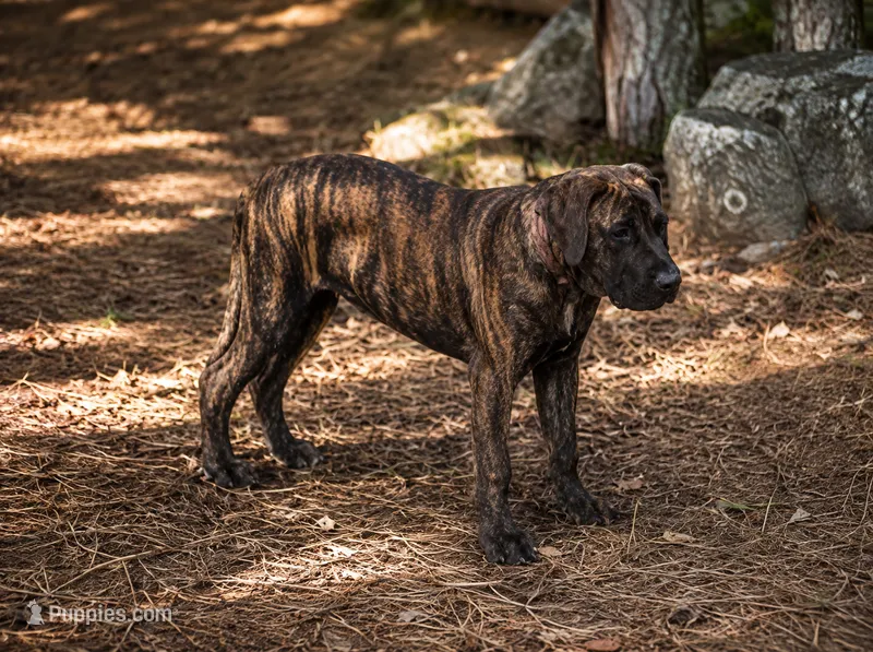 Luna – Perro de Presa Canario puppy for sale in Anson, ME