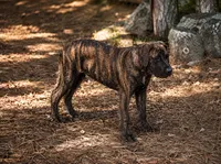 Luna, a female Perro de Presa Canario for sale in Anson, ME – 1 of 2