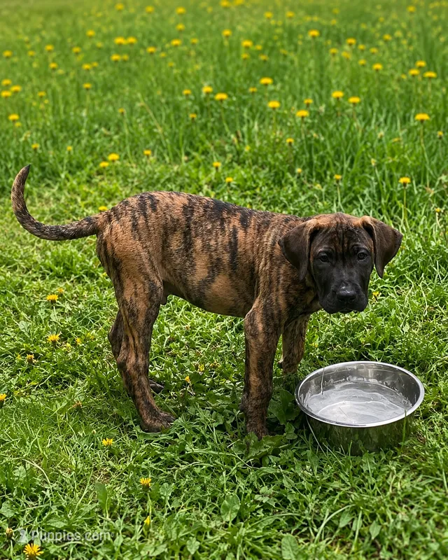 Jaxon – Perro de Presa Canario puppy for sale in Anson, ME