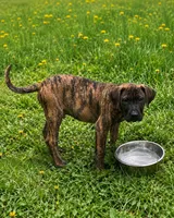 Jaxon, a male Perro de Presa Canario for sale in Anson, ME – 1 of 2