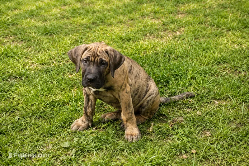 Duke – Perro de Presa Canario puppy for sale in Anson, ME