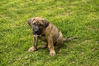 Dakota, a male Perro de Presa Canario for sale in Anson, ME – 1 of 3