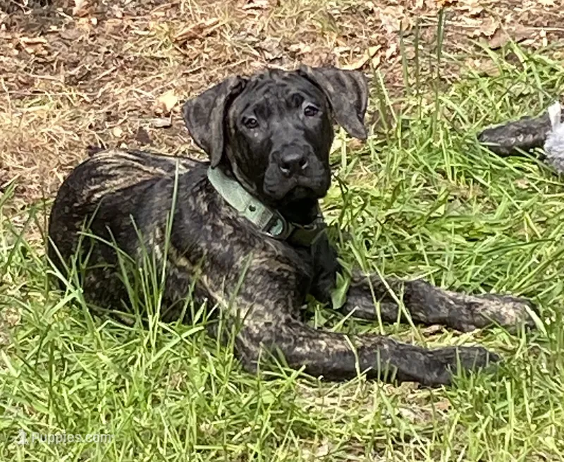 Ebony – Perro de Presa Canario puppy for sale in Anson, ME