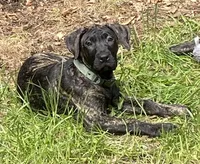 Ebony, a female Perro de Presa Canario for sale in Anson, ME – 1 of 2