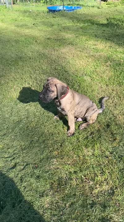 Dakota, a male Perro de Presa Canario for sale in Anson, ME – 3 of 3