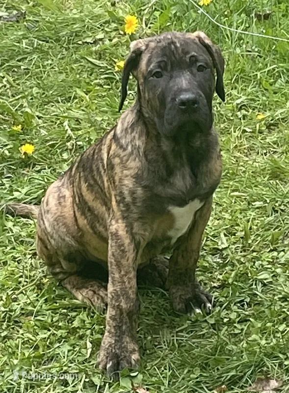 Luke – Perro de Presa Canario puppy for sale in Anson, ME