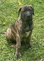 Luke, a male Perro de Presa Canario for sale in Anson, ME – 1 of 2