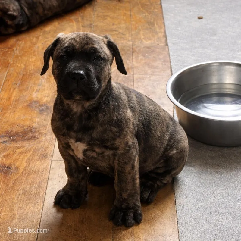 Luke – Perro de Presa Canario puppy for sale in Anson, ME