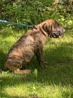 Maximus, a male Perro de Presa Canario for sale in Anson, ME – 3 of 3