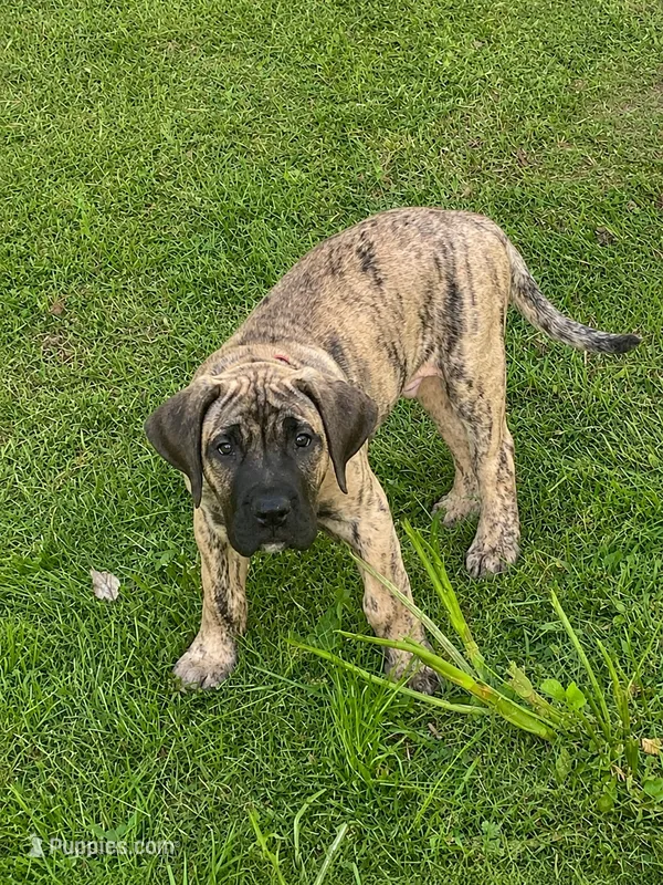 Duke – Perro de Presa Canario puppy for sale in Anson, ME