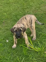 Duke, a male Perro de Presa Canario for sale in Anson, ME – 1 of 2