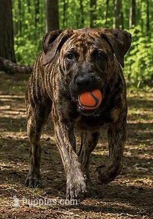 Sky – Perro de Presa Canario puppy for sale in Anson, ME