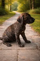 Kia, a female Perro de Presa Canario for sale in Anson, ME – Photo 1 of 2