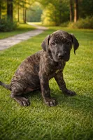 Kia, a female Perro de Presa Canario for sale in Anson, ME – Photo 2 of 2