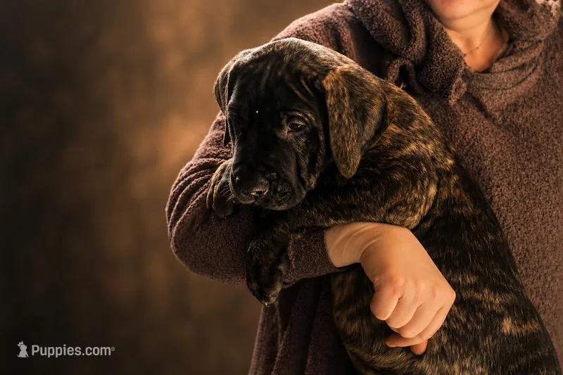 Kia – Perro de Presa Canario puppy for sale in Anson, ME