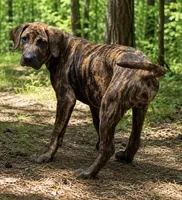 Sky, a female Perro de Presa Canario for sale in Anson, ME – 1 of 1